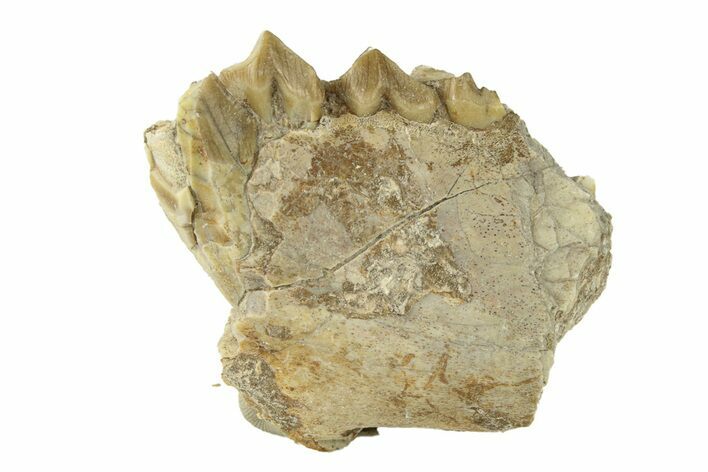 Oreodont (Merycoidodon) Jaw Section - South Dakota #268764